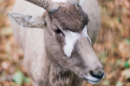 The maned ram eats hay, animal in the zoo, large rounded horns of a ram.の写真素材