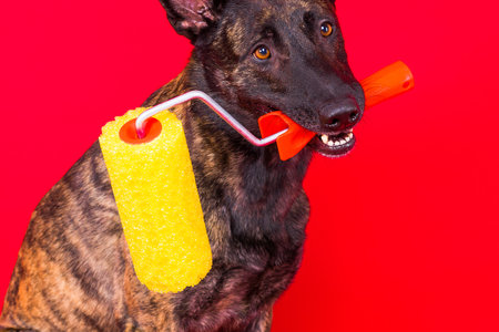 Dog dutch shepherd playing with paint roller in red room. Renovation conceptの写真素材