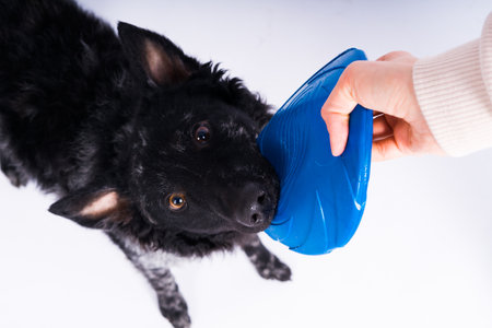 A playful mudi breed dog picking up a blue plate with her teethの写真素材