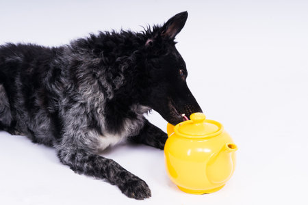 Dog mudi lying on white studio background next to the openwork ceramic kettleの写真素材