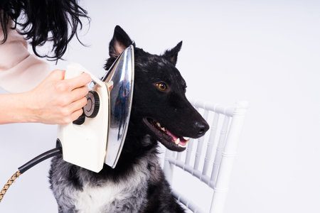 Mudi dog with electric iron on a white background. The dog poses while doing housework.