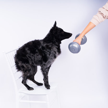 Mudi black dog in white studio with dumbbell, active animalの写真素材
