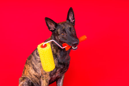 Dog dutch shepherd playing with paint roller in red room. Renovation conceptの写真素材