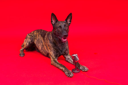 Cute singing dog Dutch shepherd in a studio red yellow background