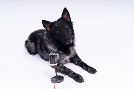 Mudi dog with microphone on white studio backgroundの写真素材