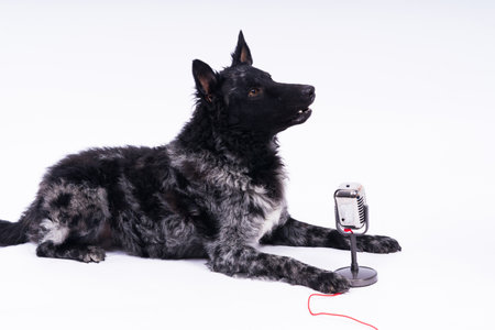 Beatiful mudi dog singing into a microphone in studio ehite backgroundの写真素材