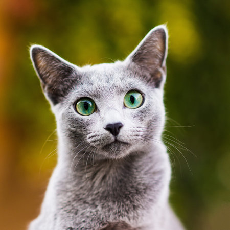British Shorthair blue cat lying and sitting on wooden table in green garden.