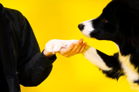 Shot of sport female in leggings with a border collie dog isolated on yellow and red backgroundの写真素材