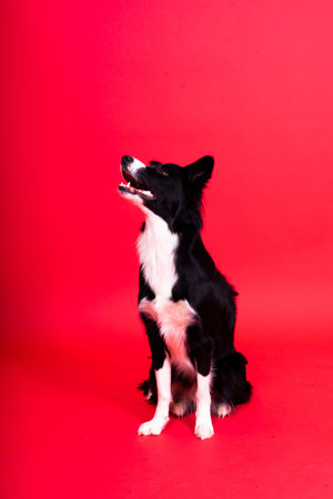 Border Collie dog, 1-2 years old, standing against yellow and red backgroundの写真素材