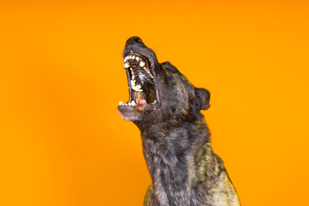 Brown dog shepherd executes a command on a dark red yellow background