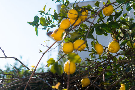 Close up of Lemons hanging from a tree in lemon grove