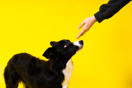 Puppy learning to obey. Dog training, owner giving prize to dog. Isolated background, border collieの写真素材