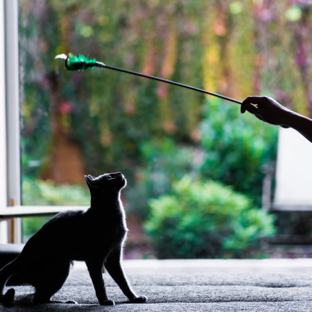 British playful cat on table outdoors. Gaze, home pet, healthy lifestyle concept.の写真素材