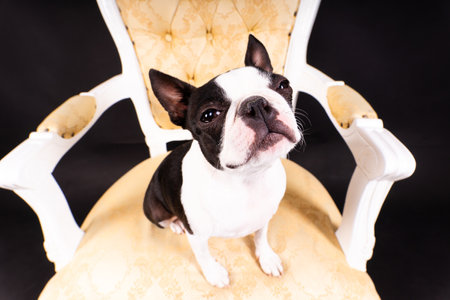 Boston Terrier dog posing in studio, white and dark backgroundの写真素材