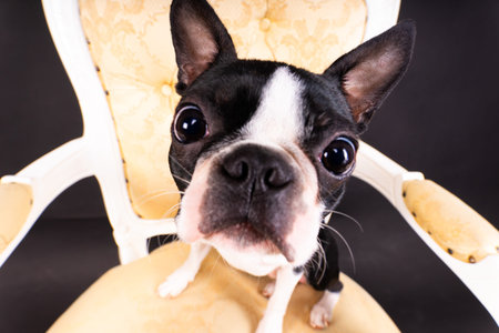 Boston Terrier dog sitting on an ancient arm chair in studio.の写真素材