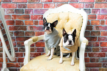 Two boston terrier dog posing in studio, white and dark backgroundの写真素材