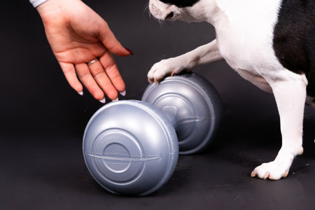 Smart puppy dog, boston terrier with sports equipment. Sport, fitness, bodybuilding concept.の写真素材