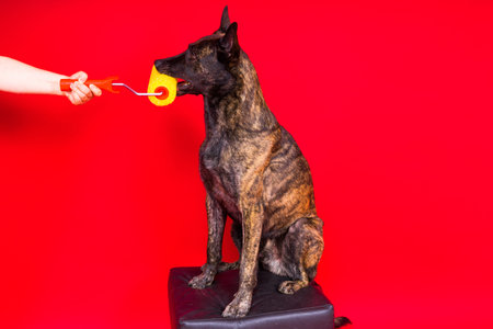 Dog dutch shepherd playing with paint roller in red room. Renovation concept