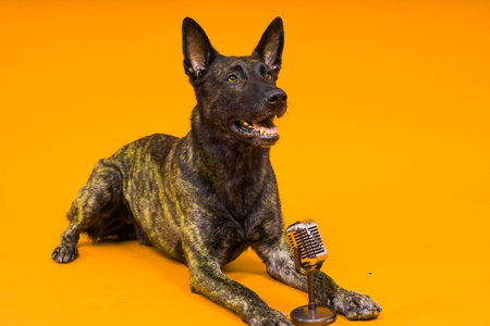 Dutch shepherd dog with a microphone, studio shotの写真素材