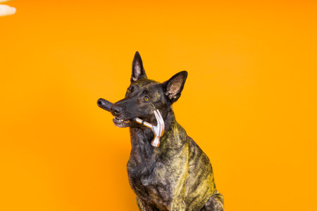 Cute dog with hammer. isolated on a red yellow studio background.の写真素材