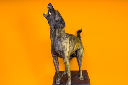 Dutch Shepherd dog looking away, isolated on a dark, yellow, redの写真素材