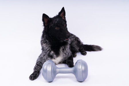 dog with human hand and dumbbell, studio shot, white backgroundの写真素材