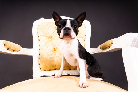Portrait of dog on a dark background. Attentive Boston Terrierの写真素材