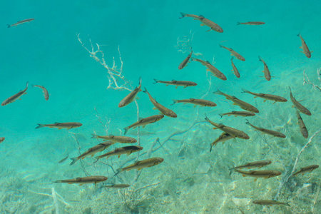 A lot of not big fish, swimming in shallow water, awaiting for feeding
