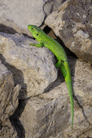 Little green lizard is basking on the stonesの写真素材