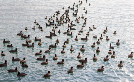 Many black ducks are floating in the sea