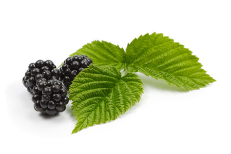 Blackberries and leaves of raspberry on white backgroundの写真素材