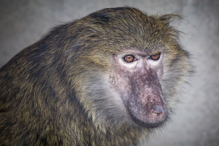 Young baboon is looking to the sideの写真素材
