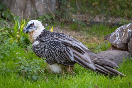 Beard vulture (Cypaetus barbatus aureus) is walking on green grassの写真素材