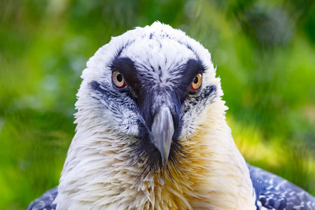 Portrait of a beard vulture (Cypaetus barbatus aureus)