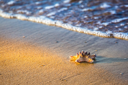 Starfish on a sandy beach and sea as vacation symbol