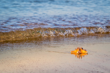 Starfish is lying on the wet sand at the beachの写真素材