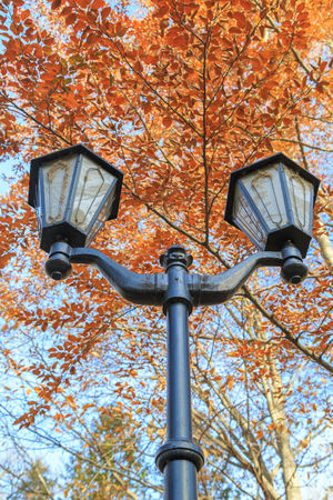Street lights against the blue sky and autumn foliageの写真素材
