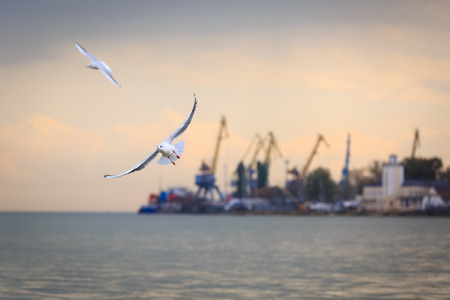 Couple of white sea gulls are flying against the backdrop of the sea portの写真素材