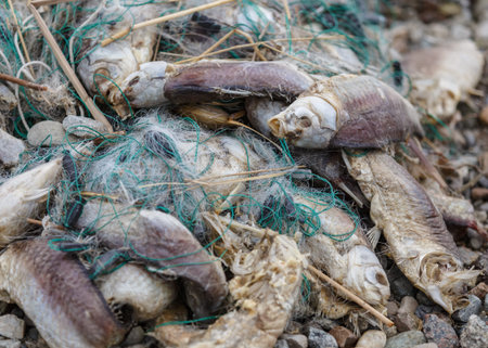 Lot of dead fish entangled in a fishing net on the shoreの写真素材