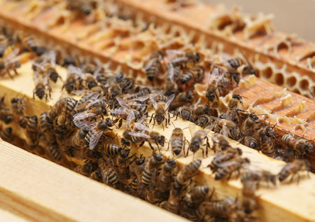 Many bees eat the remains of honey from honeycombs in a hive