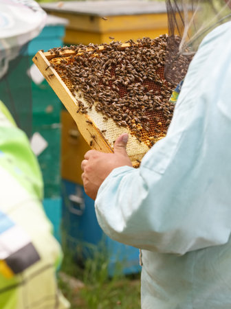 The beekeeper keeps in hand a frame with honeycombs and bees