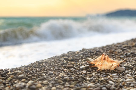 Beautiful seashell lies on a pebble beach against a background of the sea wave