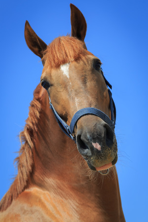 Portrait of the chestnut horse on the blue sky backgroundの写真素材