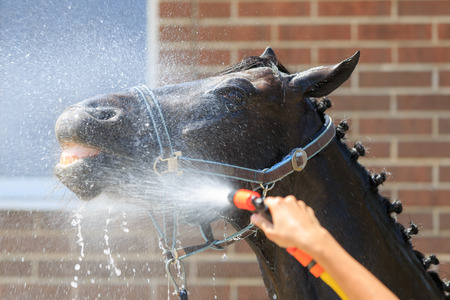 The head of a black horse is washed with water from a hose close upの写真素材