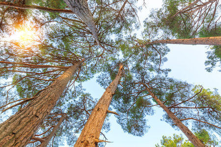 View from below on the crowns of tall perennial pines on the background of the blue sky and sun