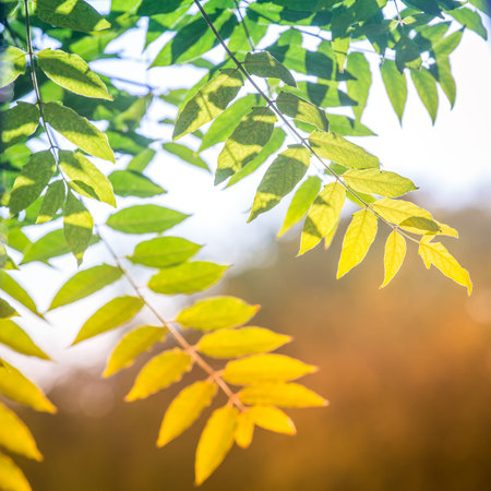 Colorful green-yellow ash tree leaves in the rays of the warm sun as a symbol of the passage from...