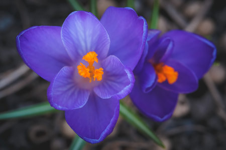 Purple spring flowers of crocus blossomed in the garden, closeup