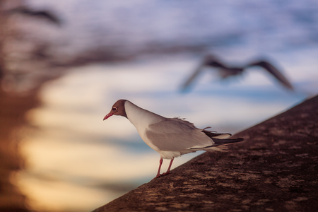 White seagull sits on a stone pier against the backdrop of a reflection in the water of the sunの写真素材