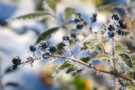 Black berries covered with frostの写真素材