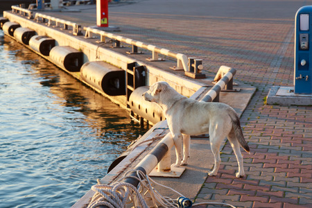 Dog stands on the pierの写真素材